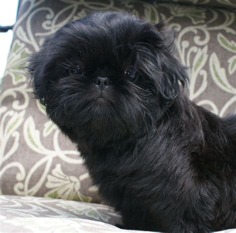 black shih tzu color.